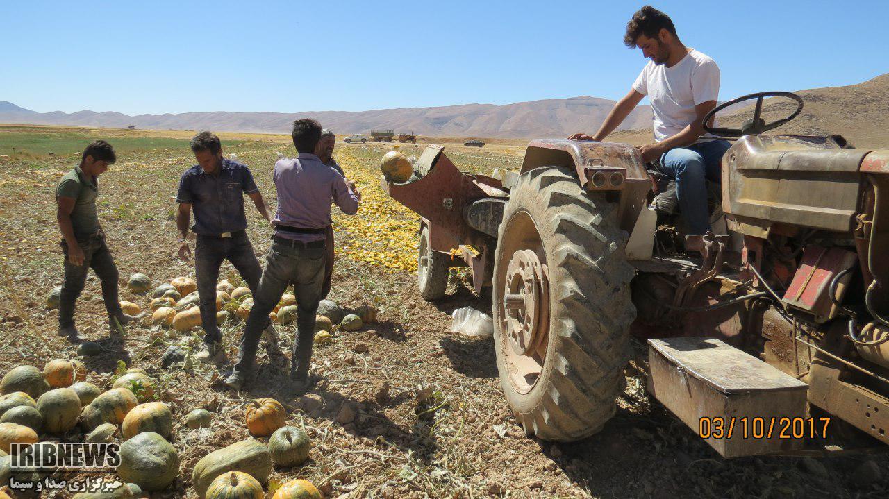 آغاز برداشت کدوی پوست کاغذی در شهرستان بروجن آغاز برداشت کدوی پوست کاغذی در شهرستان بروجن