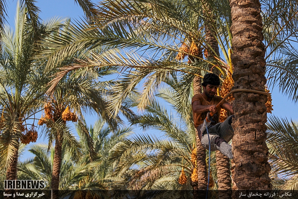 http://www.iribnews.ir/files/fa/news/1396/7/2/1405537_152.jpg
