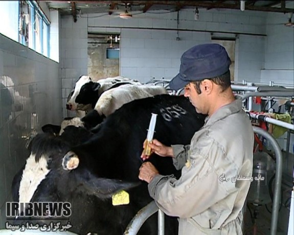 آغاز مایه کوبی دام علیه تب برفکی در خراسان شمالی آغاز مایه کوبی دام علیه تب برفکی در خراسان شمالی