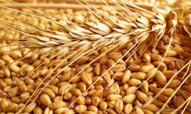 31 هزارتن گندم دوروم برای نخستین بار به ایتالیا صادر شد