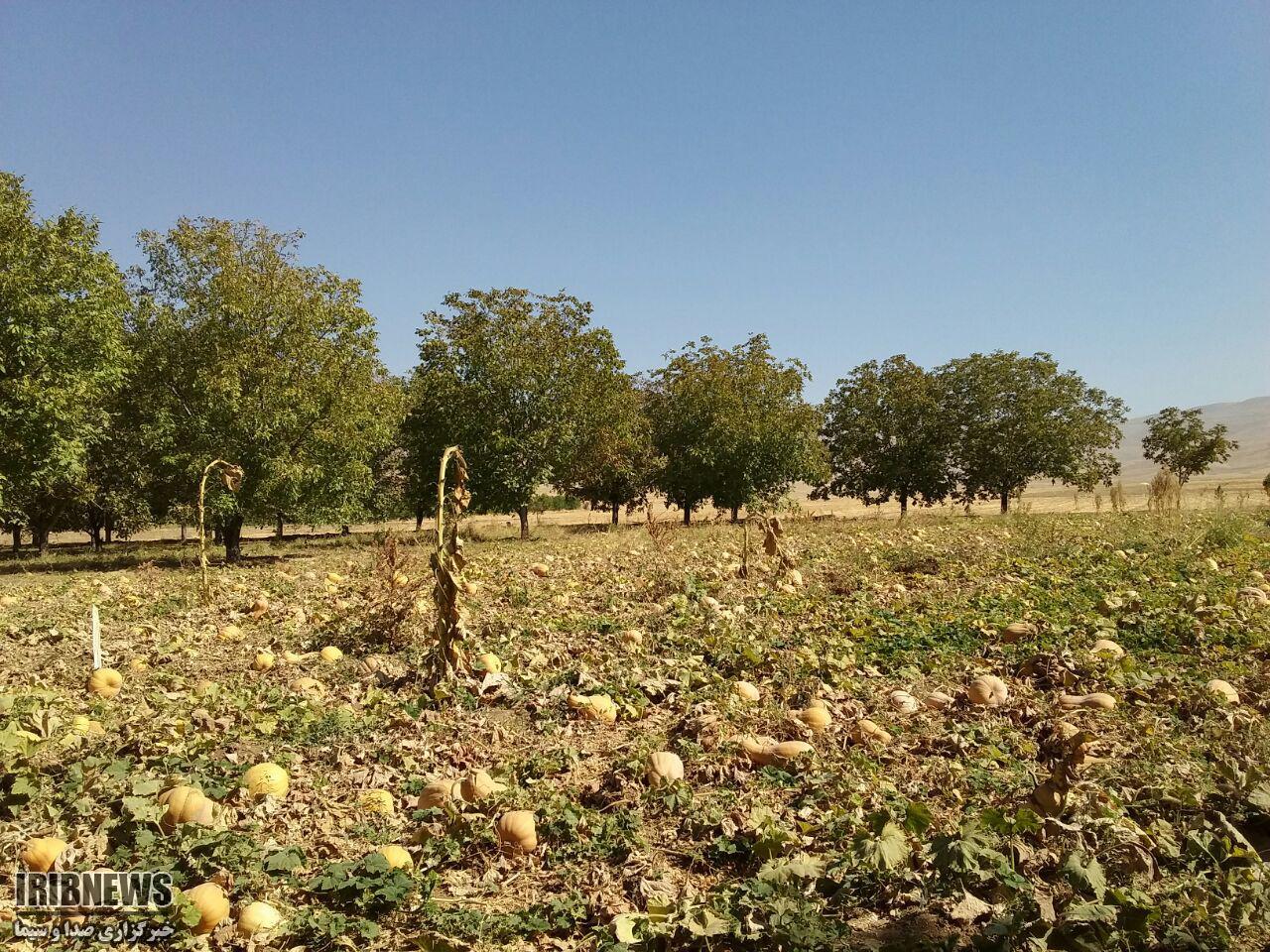 آغاز برداشت محصول کدو حلوایی در نهاوند آغاز برداشت محصول کدو حلوایی در نهاوند
