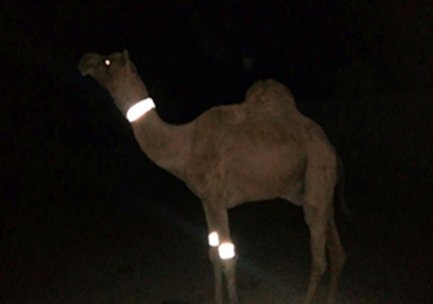 افزایش دوبرابری تصادف باشتر در هرمزگان