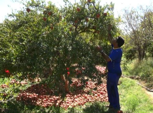 برداشت بیش از ۱۵۰تن انار در دهشیر + فیلم