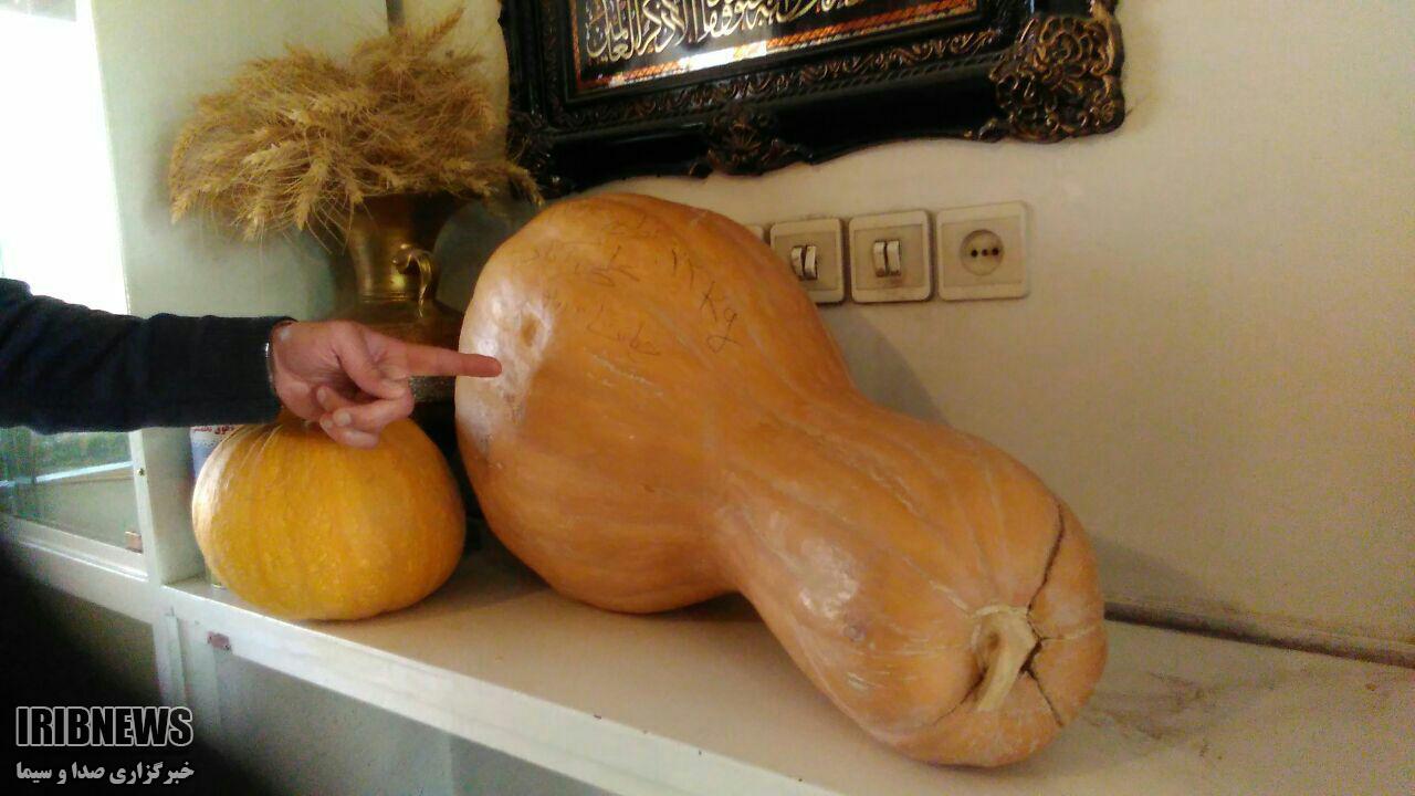 برداشت کدوی ۲۲ کیلویی در آباده برداشت کدوی ۲۲ کیلویی در آباده