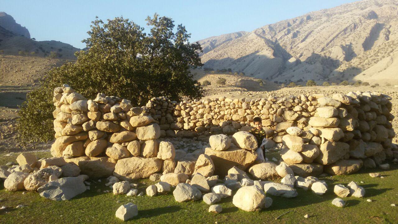 درختان هزار ساله در آستانه نابودی