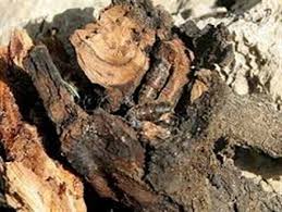 درختان هزار ساله در آستانه نابودی