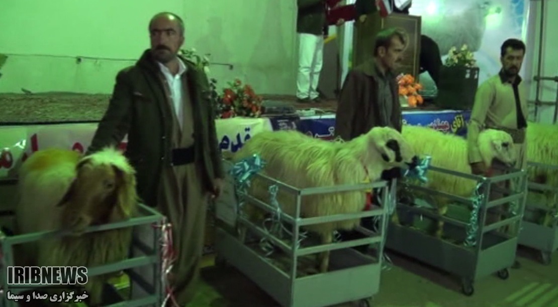 نخستین جشنواره انتخاب قوچ برتر نژاد کُردی برگزار شد