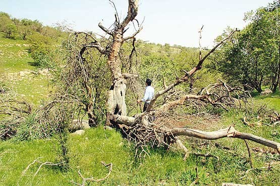 هجوم گسترده آفت جوانه‌خوار به جنگل‌های زاگرس