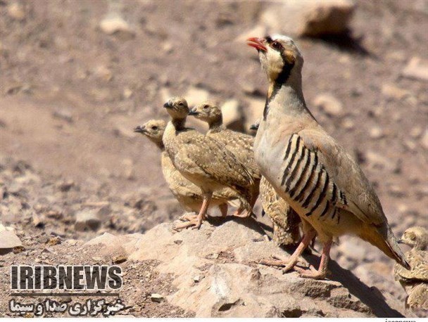 رهاسازی حدود 90  قطعه پرنده در دامان طبیعت در مهاباد