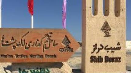 گزارش مکتوب؛ زندگی دوباره لاک پشت&zwnj;های پوزه عقابی در سواحل خلیج فارس