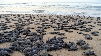 گزارش مکتوب؛ زندگی دوباره لاک پشت&zwnj;های پوزه عقابی در سواحل خلیج فارس