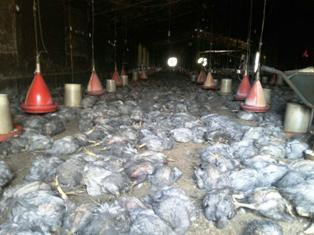 تلف شدن 9 هزار قطعه مرغ گوشتي در آتش سوزي