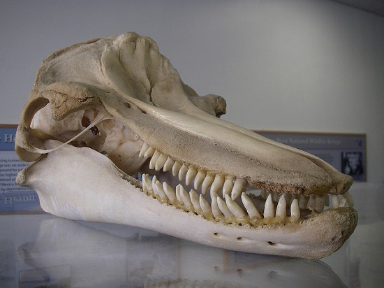 عجیب‌ترین و متفاوت‌ترین اشکال پول در سراسر دنیا