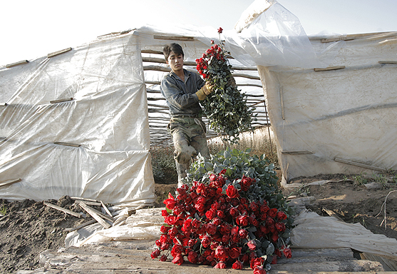 موانع پیش روی صنعت گل خوزستان موانع پیش روی صنعت گل خوزستان