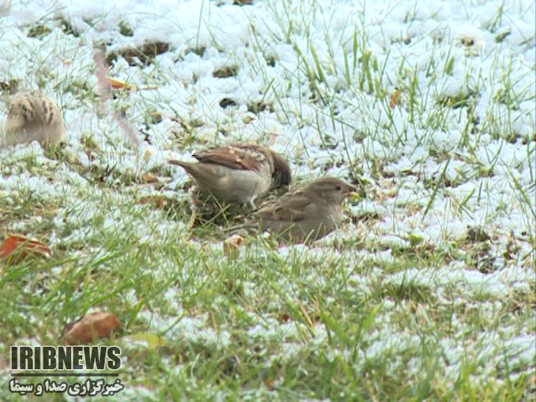 دمای سرد همراه با آسمانی صاف در استان