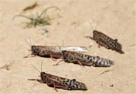 تشکیل 95 گروه ردیابی و 17 گروه سمپاشی برای مبارزه با آفت ملخ در خوزستان تشکیل 95 گروه ردیابی و 17 گروه سمپاشی برای مبارزه با آفت ملخ در خوزستان