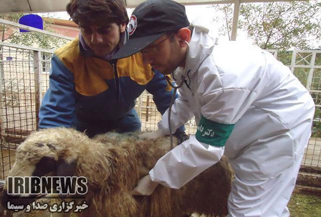 واکسیناسیون  دام سبک  برابر تب برفکی واکسیناسیون  دام سبک  برابر تب برفکی