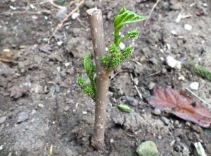 کاشت نهال درسرابله  +گزارش