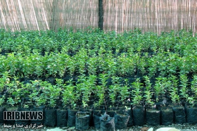 6 هزار اصله نهال در مهاباد توزیع می شود