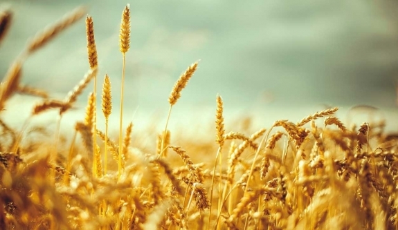 پیش بینی کاهش آفت سن گندم خراسان شمالی در سال 98