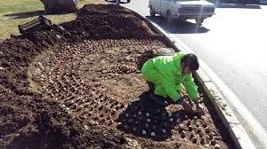 آغاز کاشت 205 هزار گل و نهال در بیرجند