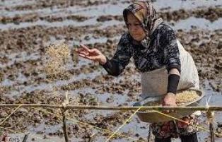 نخستین بذرپاشی در شالیزارهای میاندورود