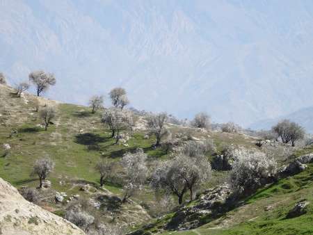 بادامستانهای کهگیلویه تفرجگاهی بری گردشگران نوروزی