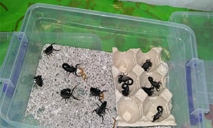 نیشی که عقرب ها را گزید