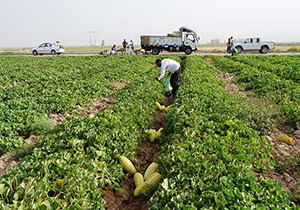 آغاز برداشت محصولات جالیزی در خنج