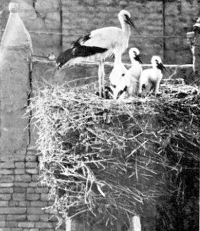 ساماندهی باغ لک لک ها در انتظار یک همت دیگر...