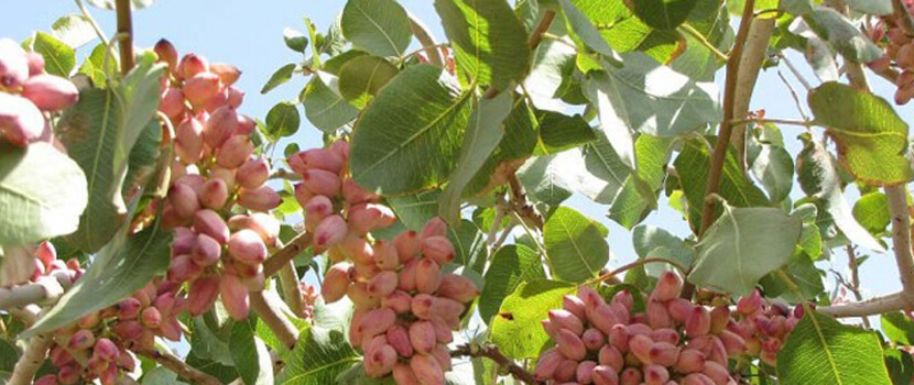 فعالیت سه واحد تولید نهال پسته در خراسان شمالی