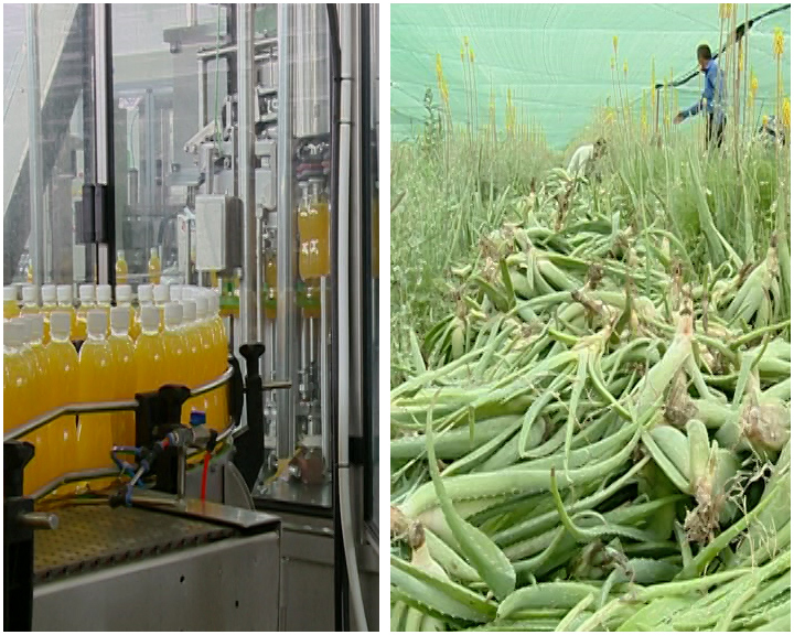 Ø´ÙØ±Ù Ø²Ø§Ø±Û Ø¨Ø§ Ø¨ÙØªÙâÙØ§Û سبز Ù Ú¯ÙâÙØ§Û زرد