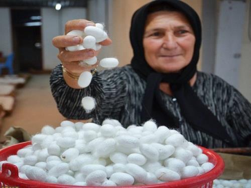 توزیع نهال توت بین نوغانداران قائم شهر