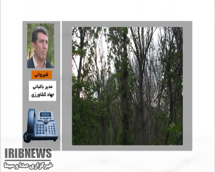 خشکیدگی درختان گردو باغات حاشیه زاینده رود