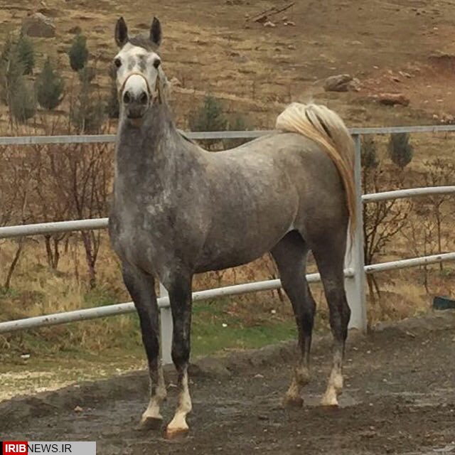 برگزاری جشنواره اسب و سوارکرد در کنگاور برگزاری جشنواره اسب و سوارکرد در کنگاور