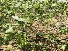 خسارت بیش از 770 میلیارد ریالی سیل اخیر به کشاورزی خراسان رضوی