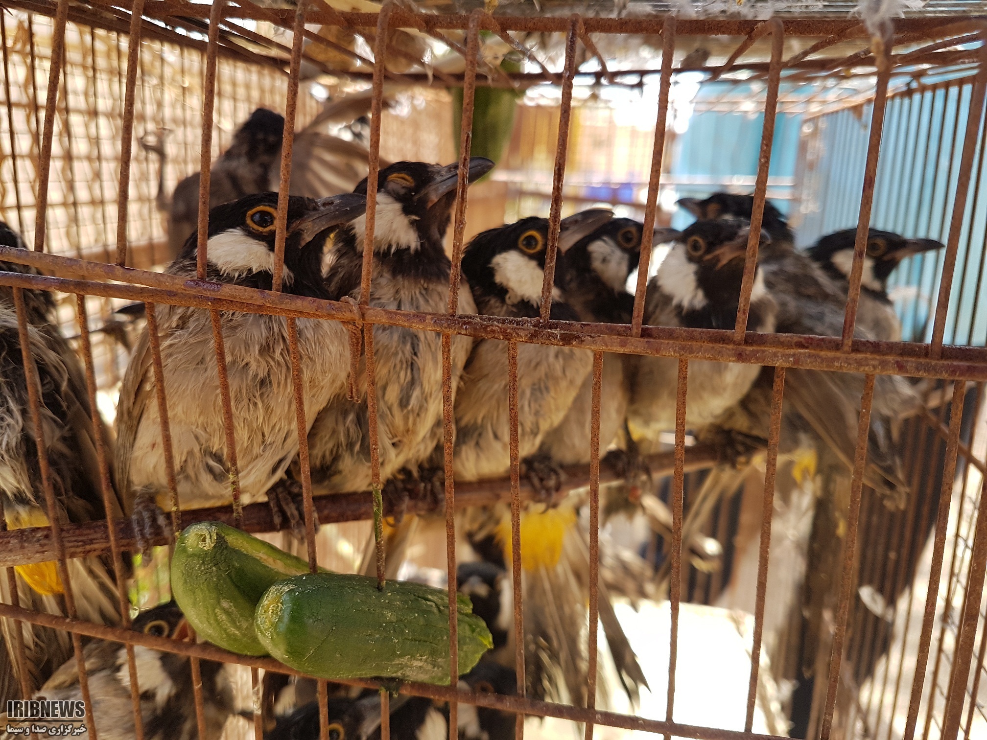 رویای پرواز ... رویای پرواز ...