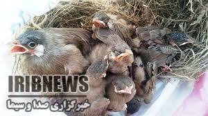 رویای پرواز ... رویای پرواز ...