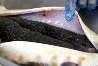 صادرات 37 کیلوگرم خاویار ایرانی از مازندران