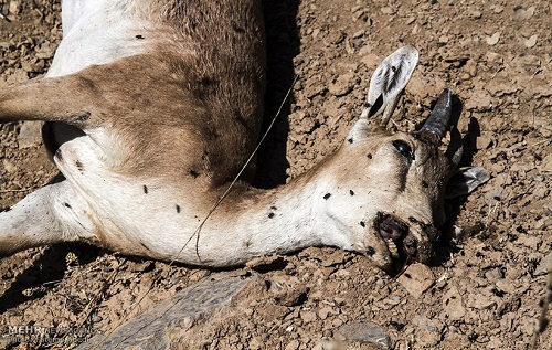 خداحافظی با پارک ملی کویر 