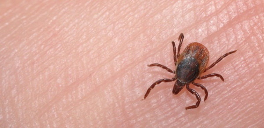 کنترل بیماری تب کریمه کنگو در گراش و لارستان