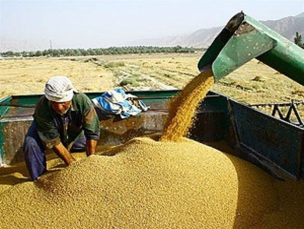 آغاز خرید تضمینی گندم در کردستان