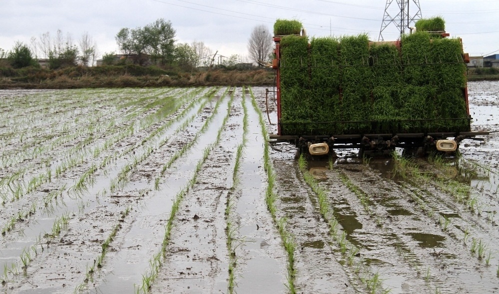 کشت مکانیزه در شالیزارهای قائم شهر