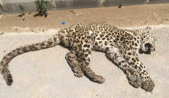 مرگ تدریجی یک رویا / نه / مرگ تدریجی پلنگ ایرانی