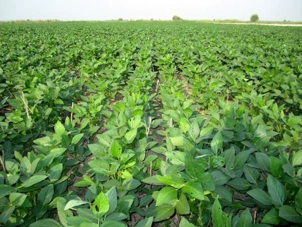 کشت سویا در زمینهای کشاورزی قائم شهر