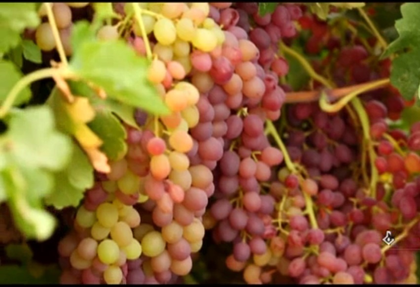 توسعه تاکستان های استان و لزوم ایجاد صنایع تبدیلی