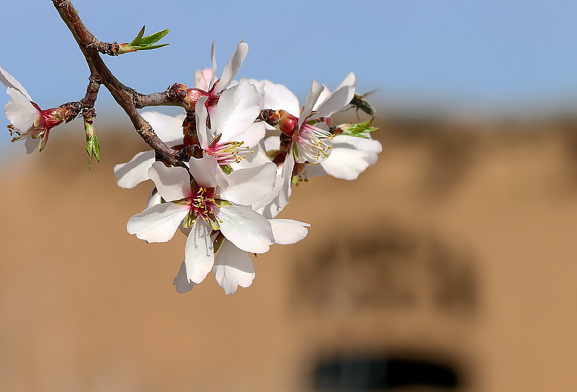 میانگین دمای بهاری خراسان رضوی ،20 درجه سانتیگراد