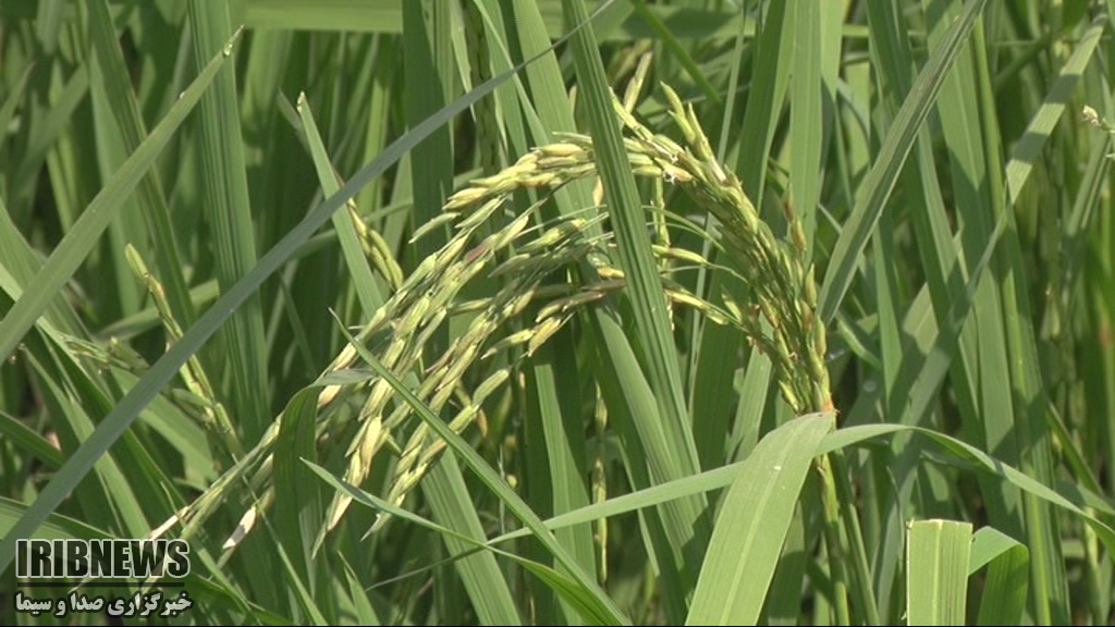 برنج بی رنج