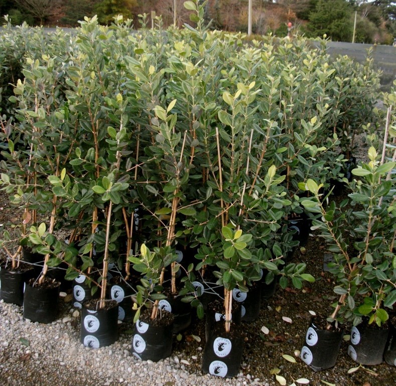 توزیع یارانه نهال در قزوین