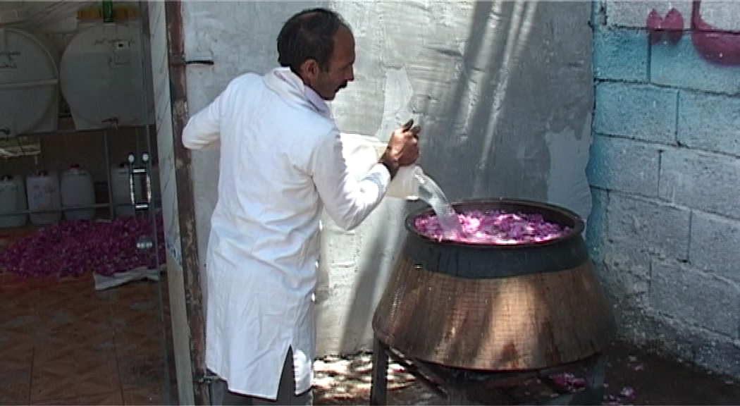 پیچیدن عطر گل سرخ در آذربایجان شرقی